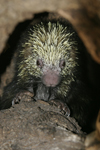 Mexican Hairy Porcupine    Sphiggurus mexicanus